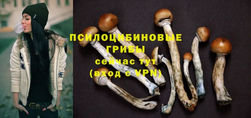 Галлюциногенные грибы Cubensis  закладка  Бабаево 